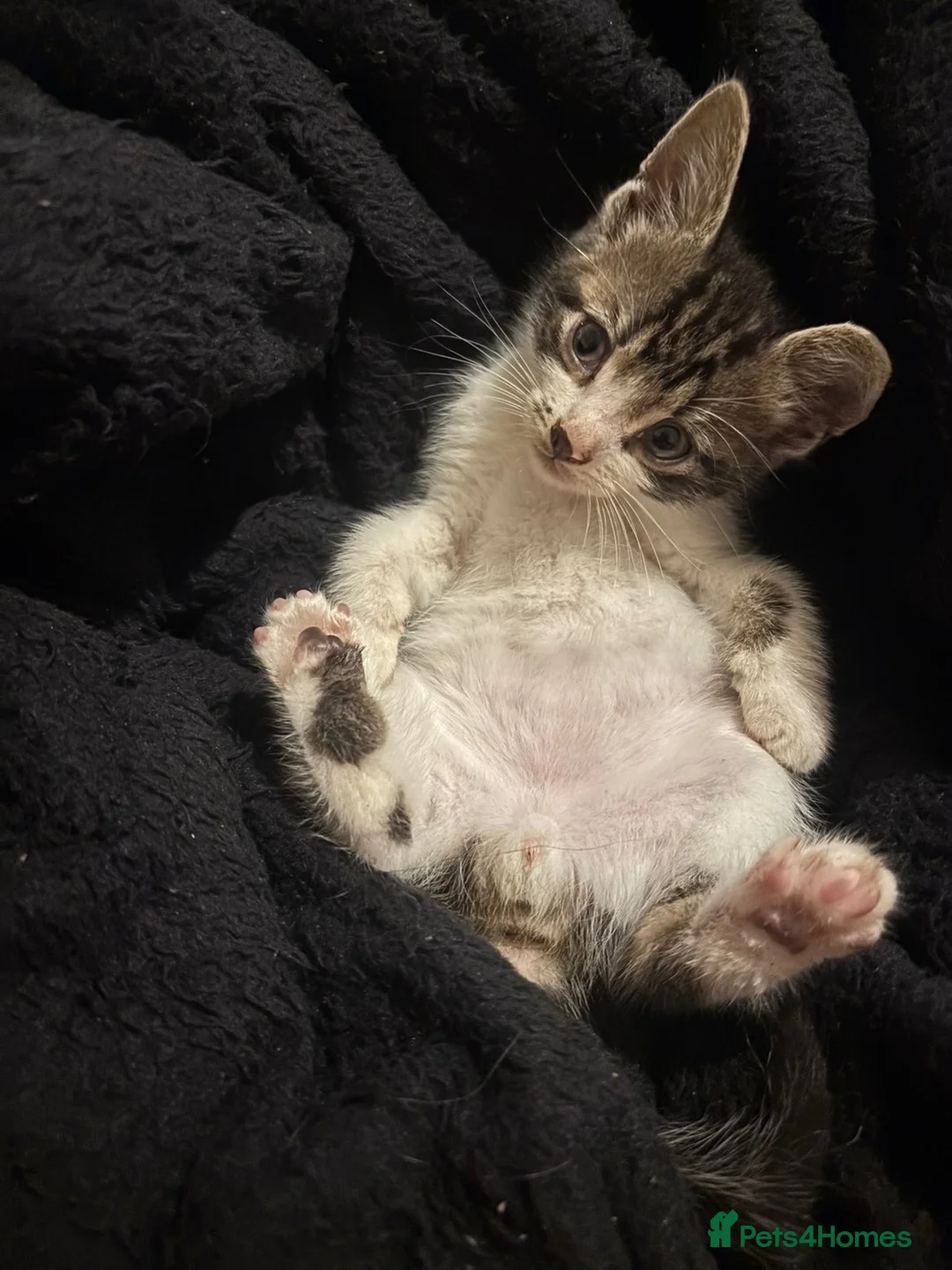 Domestic Shorthair cats for sale: Beautiful playful loving kittens  - Advert 1