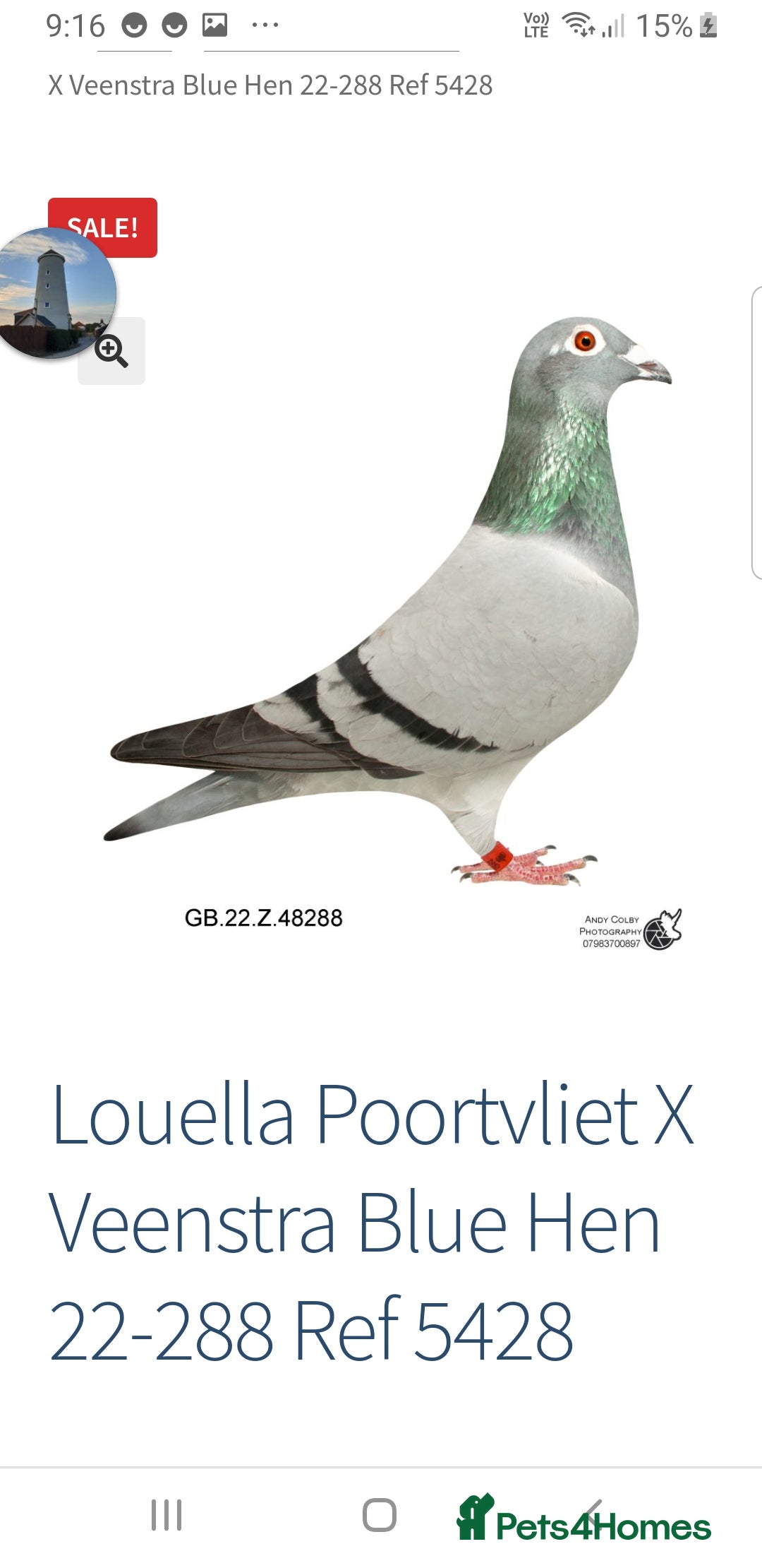 Pigeons birds for sale: Male Pigeon  Perry  - Image 8