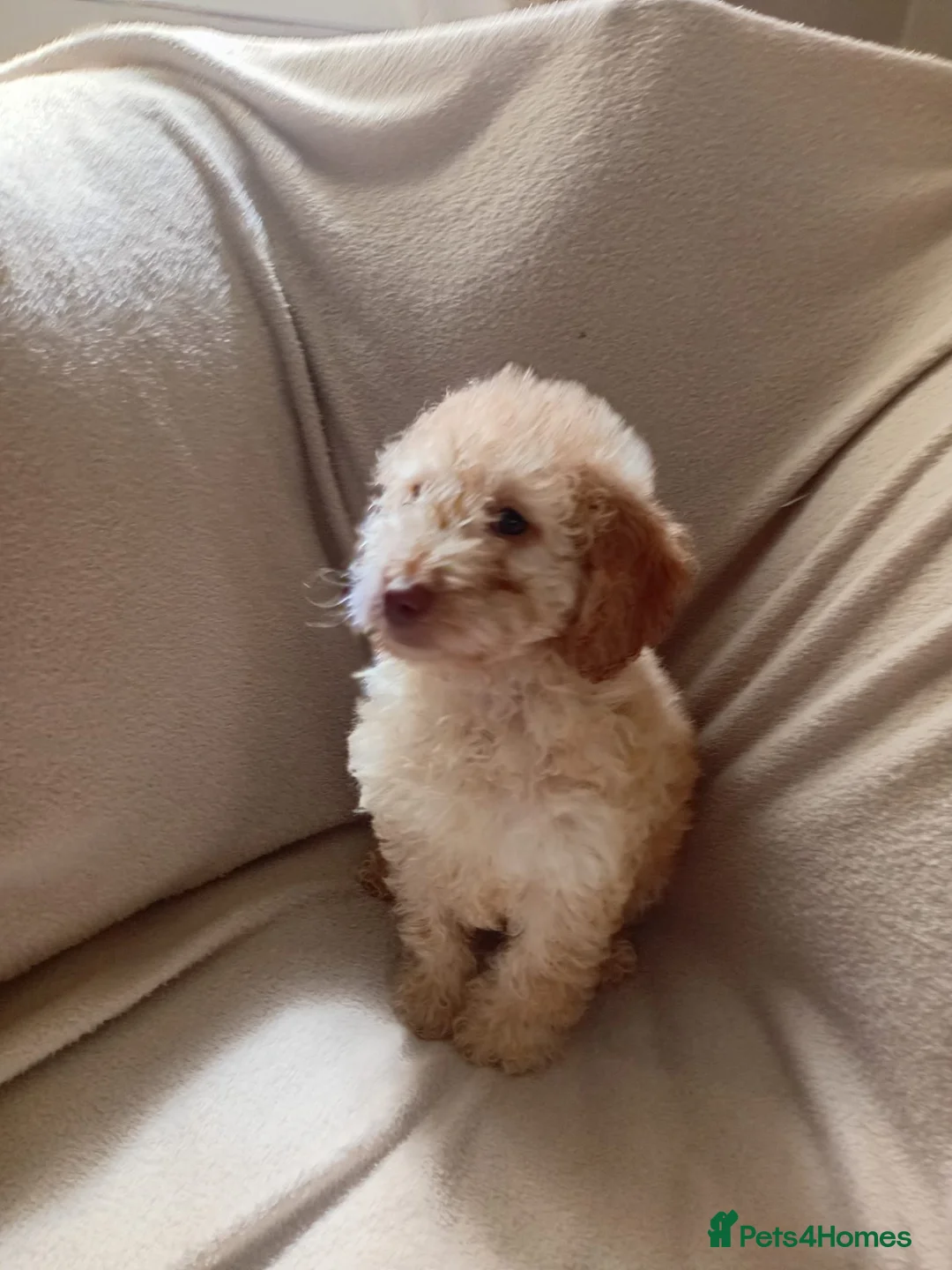 Cockapoo dogs for sale: Pedigree Cockerpoos in Dundee - Advert 2