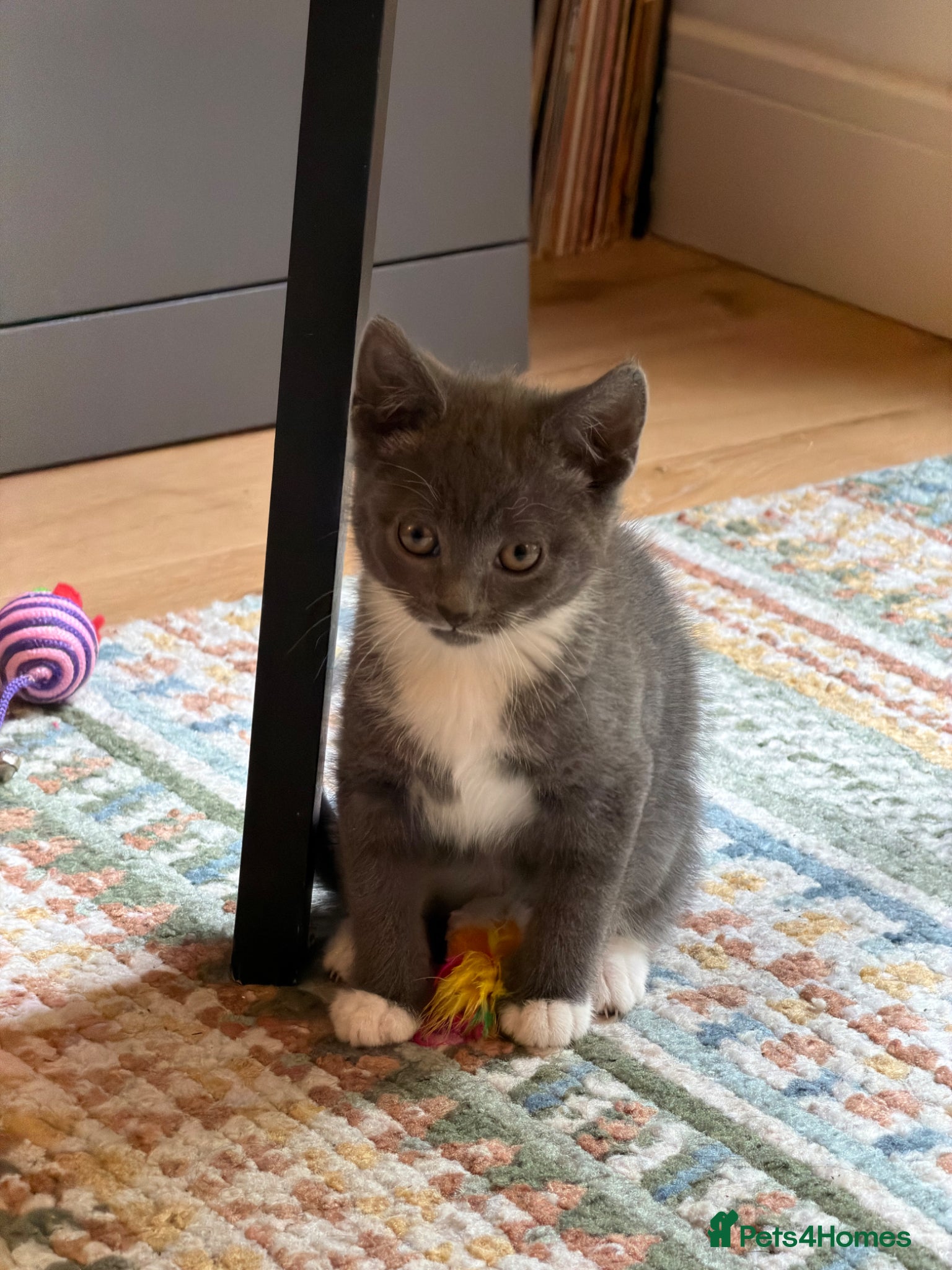 Mixed Breed cats BEAUTIFUL GREY KITTEN - Advert 1