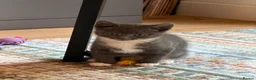 Mixed Breed cats for sale: BEAUTIFUL GREY KITTEN - Advert 1