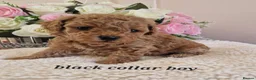 Cavapoochon dogs for sale: Beautiful cavapoochon puppies  - Advert 3
