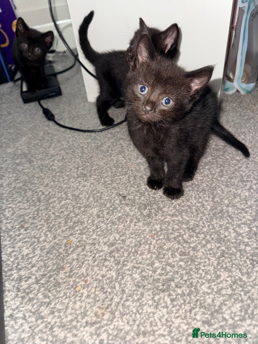 Mixed Breed cats for sale: 4 gorgeous black striped kittens - Image 4