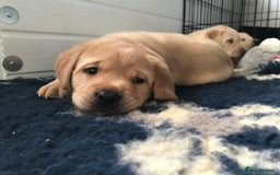 Labrador Retriever dogs for sale: Chunky KC Registered Labrador puppies - Image 27