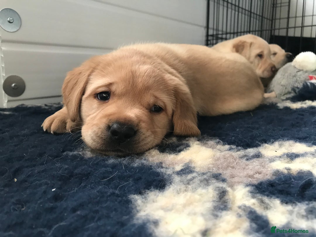 Labrador Retriever dogs for sale: Chunky KC Registered Labrador puppies - Image 27