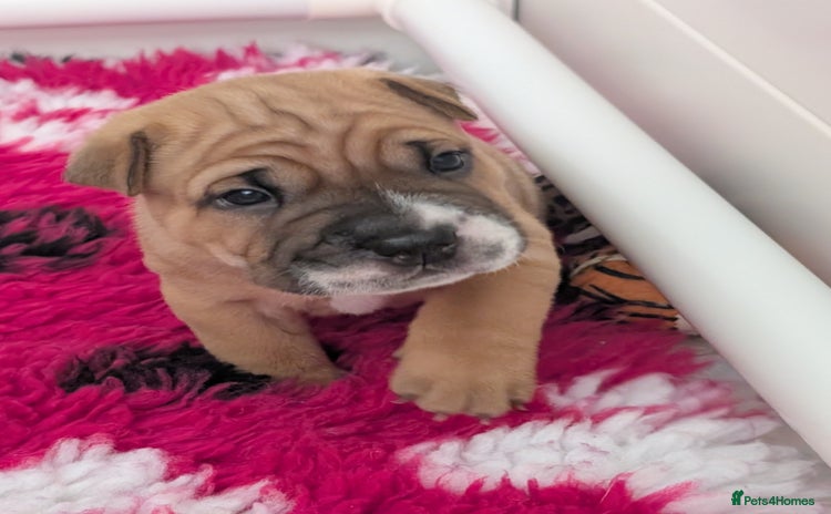 Shar Pei dogs - Advert 1