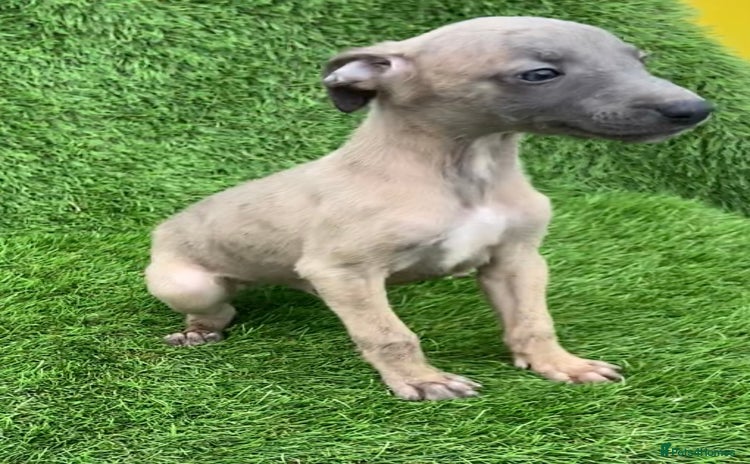 Whippet dogs - Advert 1