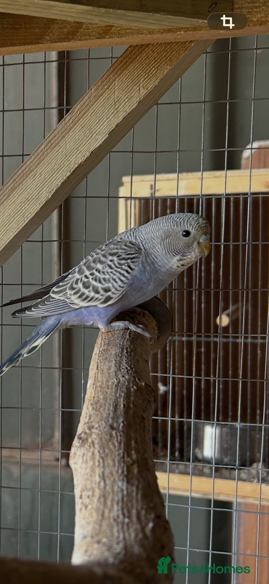 Budgerigars birds Budgerigar - Advert 1