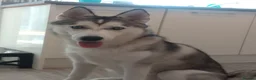 Siberian Husky dogs for sale: Siberian husky  - Advert 2