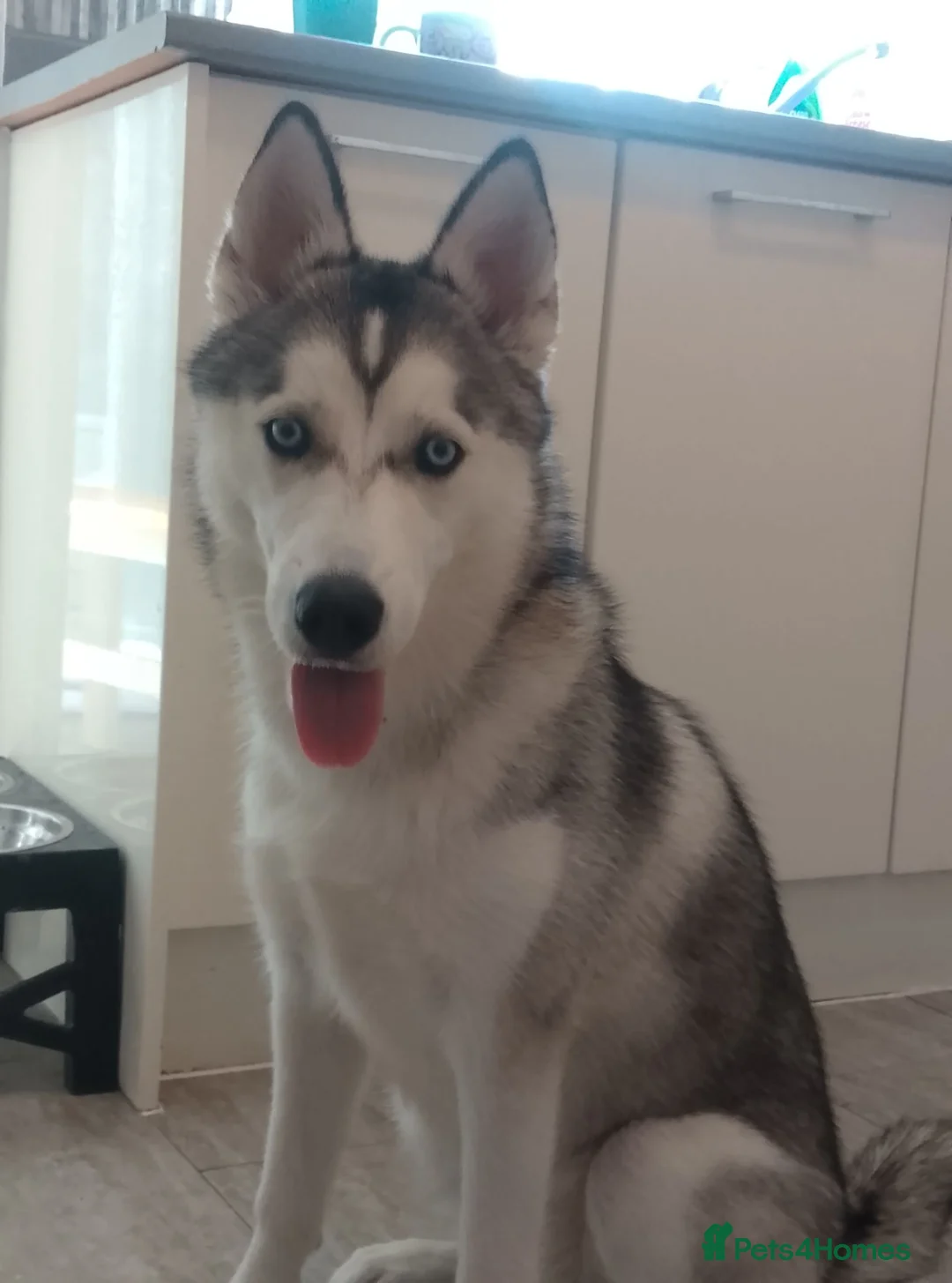 Siberian Husky dogs for sale: Siberian husky  - Advert 2