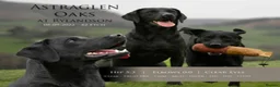 Labrador Retriever dogs for sale: KC reg, DNA tested working Labrador puppies in Wrexham - Advert 10