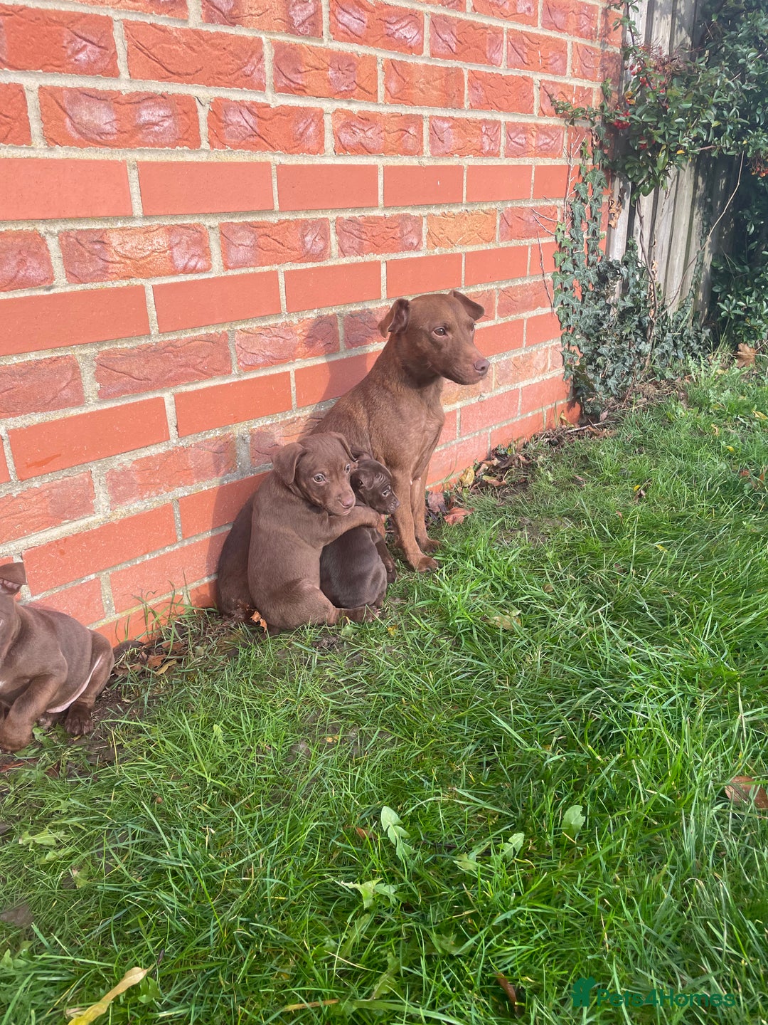 Patterdale Terrier dogs for sale: Parrerdale - Image 17