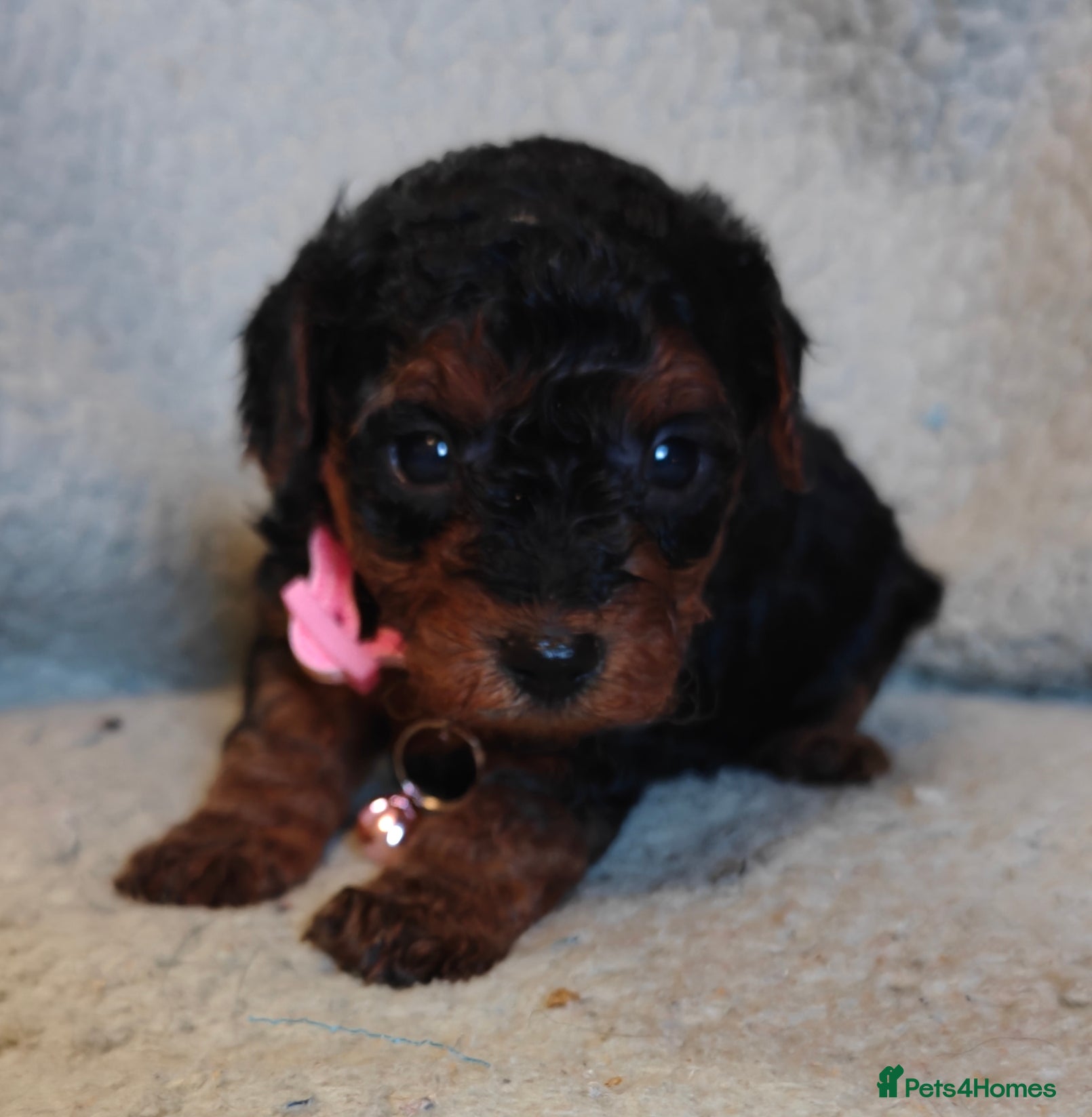 Mixed Breed dogs Cuteness overload cavapoolake puppies  - Advert 2