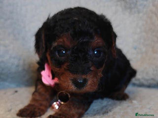 Mixed Breed dogs Cuteness overload cavapoolake puppies - Advert 2