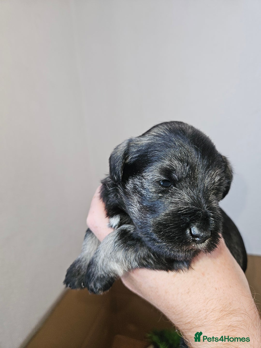 Miniature Schnauzer dogs for sale: Miniature schnauzer's due, KC, Mac, low COI - Image 29