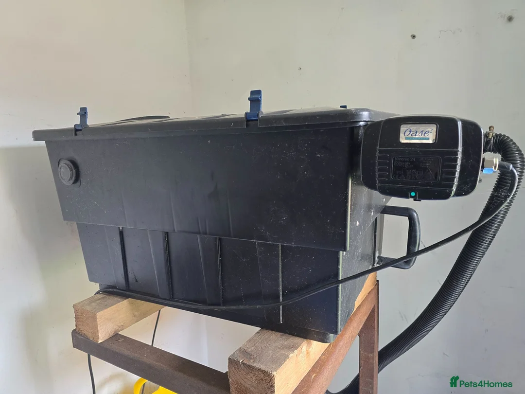 Koi Carp fish for sale: Full pond setup for sale - Advert 9