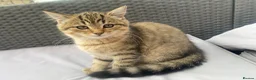 Mixed Breed cats for sale:    Cute mixed-breed cat.  - Advert 1