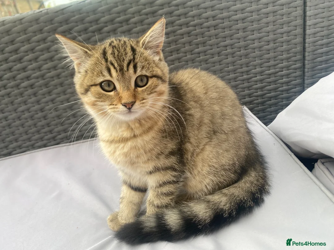 Mixed Breed cats for sale:    Cute mixed-breed cat.  - Advert 1