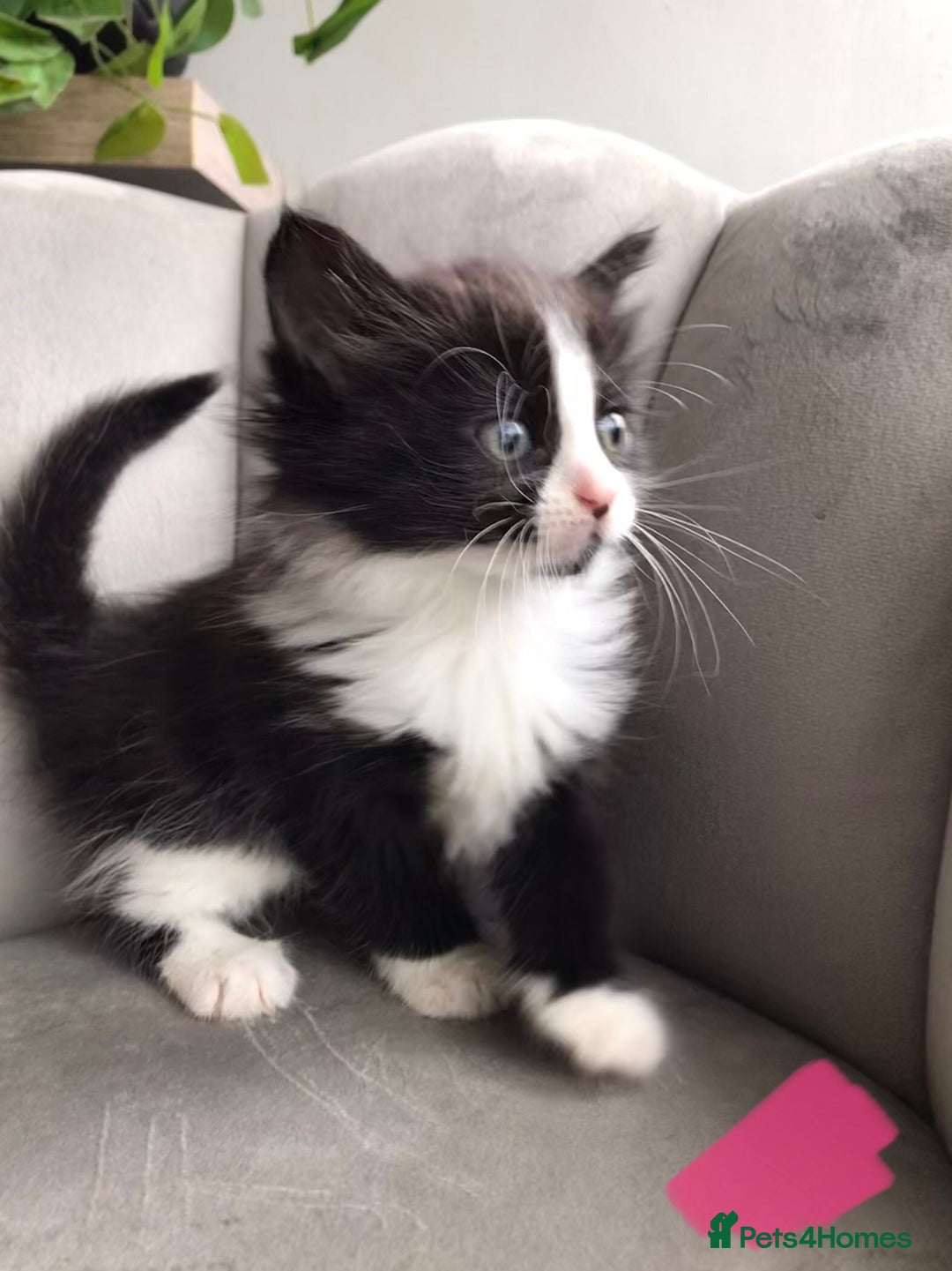Mixed Breed cats for sale: 4 beautiful babies looking for their forever homes - Image 5