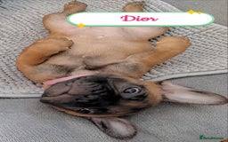 French Bulldog dogs for sale: 🌟 Beautiful French Bulldog Puppies  - Advert 26