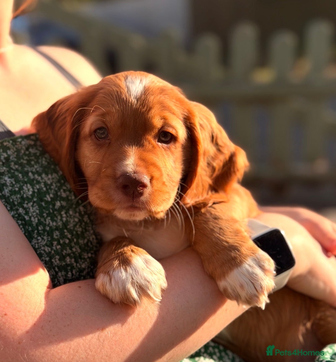 Cocker Spaniel dogs 🌟1 BOY LEFT🌟 KC REG WORKING COCKER SPANIEL - Advert 5