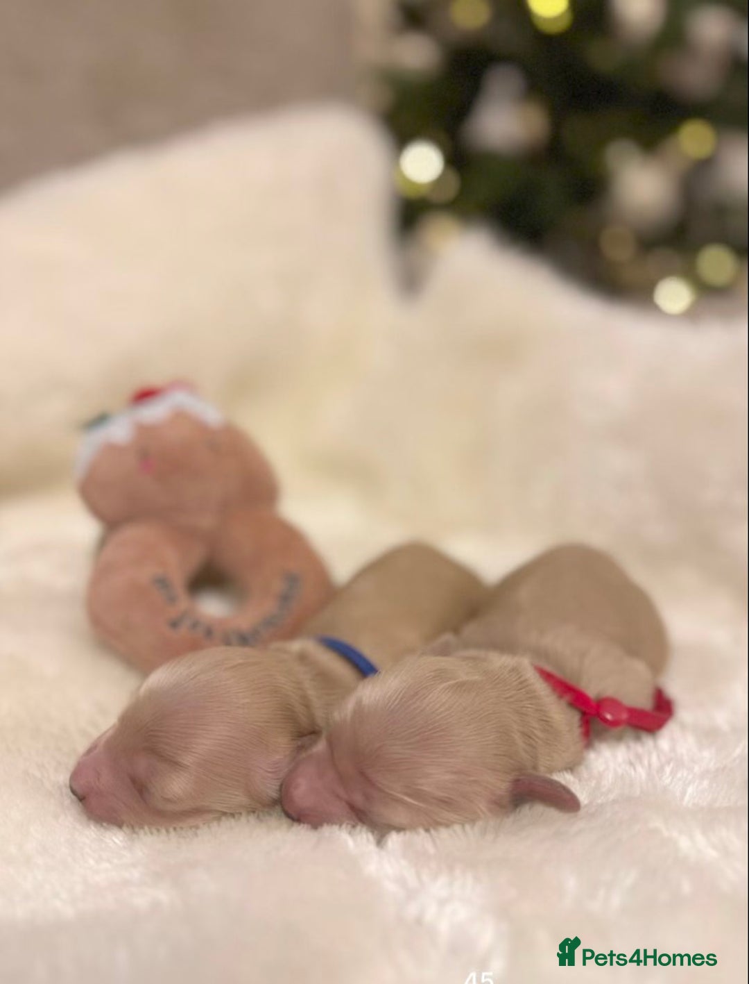 Miniature Dachshund dogs for sale: Cream Miniature long haired dachshunds - Advert 3