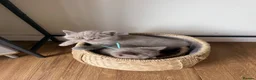 British Shorthair cats for sale: Beautiful British shorthair kittens  READY NOW 🐾 - Advert 2
