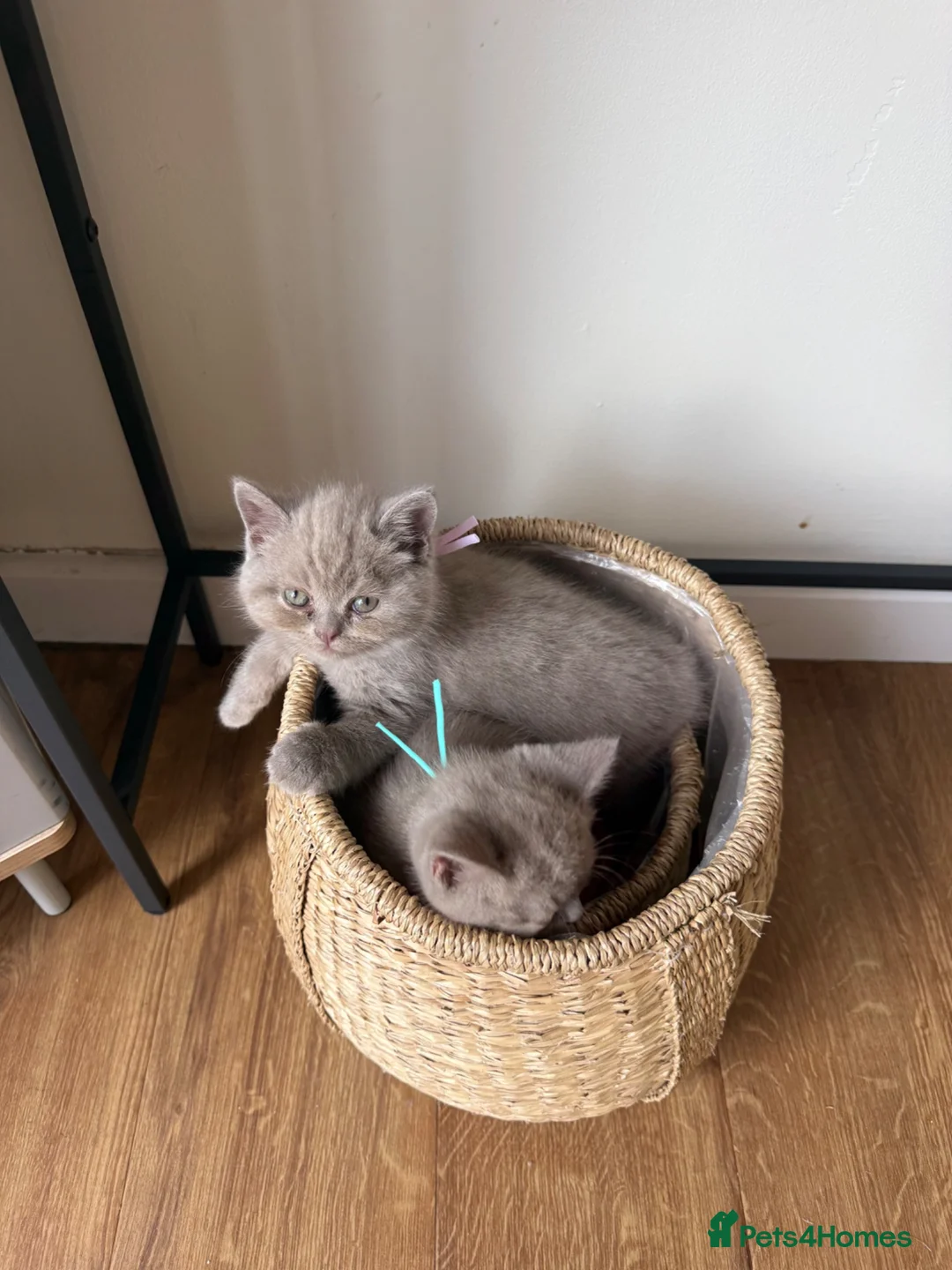 British Shorthair cats for sale: Beautiful British shorthair kittens  READY NOW 🐾 - Advert 2