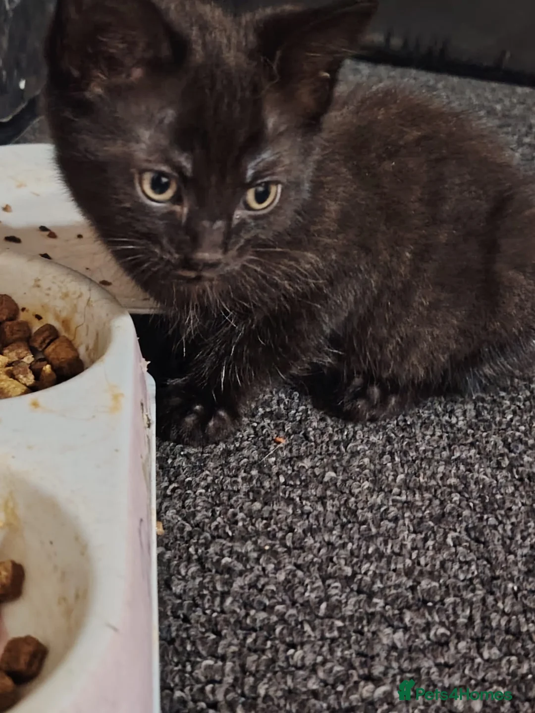 Mixed Breed cats for sale: Kittens  in Gainsborough - Advert 2