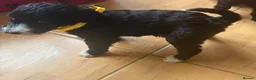 Labradoodle dogs for sale: Rare and outstanding labradoodles  in Lutterworth - Advert 5