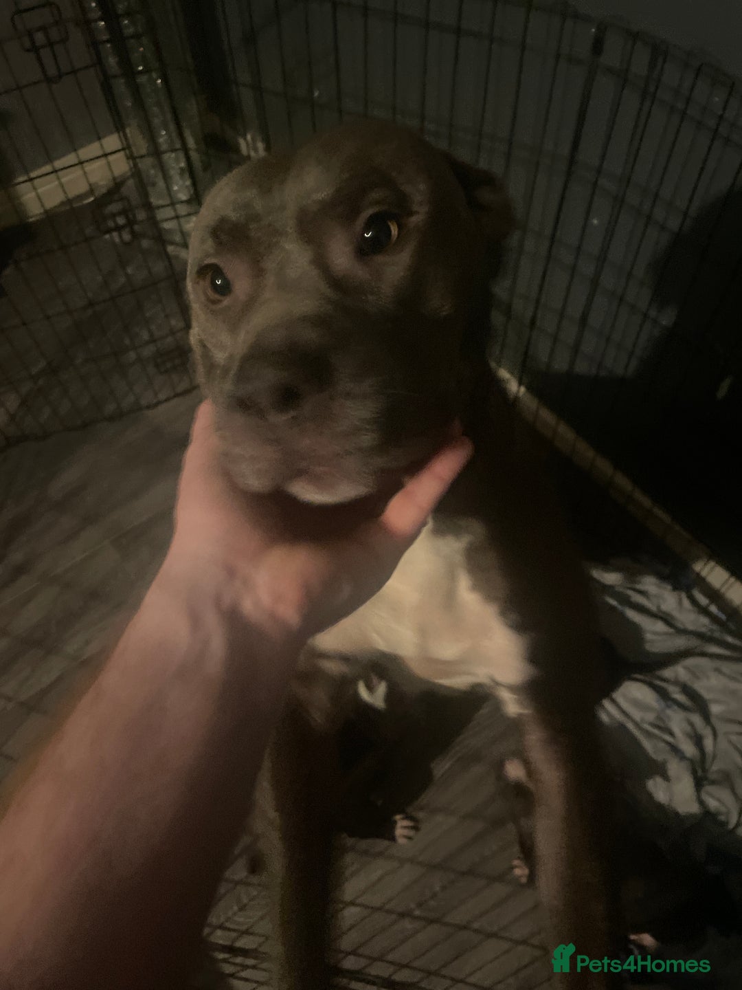 Staffordshire Bull Terrier dogs for sale: Staffordshire bull terrier - Advert 1