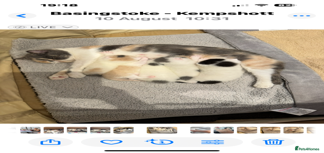 Gallery Image {{count}}