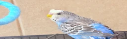 Budgerigars birds for sale: Beautiful young budgies available  - Advert 14
