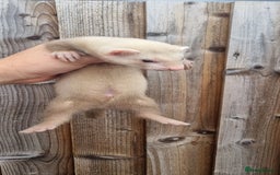 Ferret rodents for sale: Hob kit working lines - Image 6