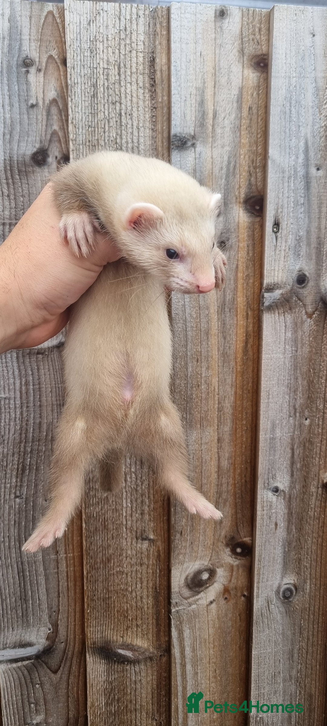 Ferret rodents for sale: Hob kit working lines - Image 6