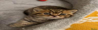 British Shorthair Kitten 1