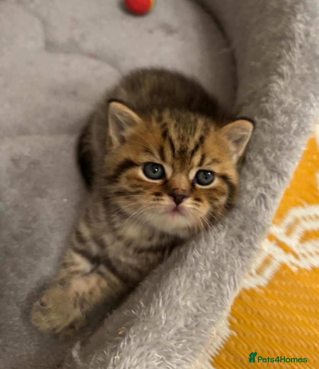 British Shorthair cats for sale: British Shorthair boys  - Advert 4