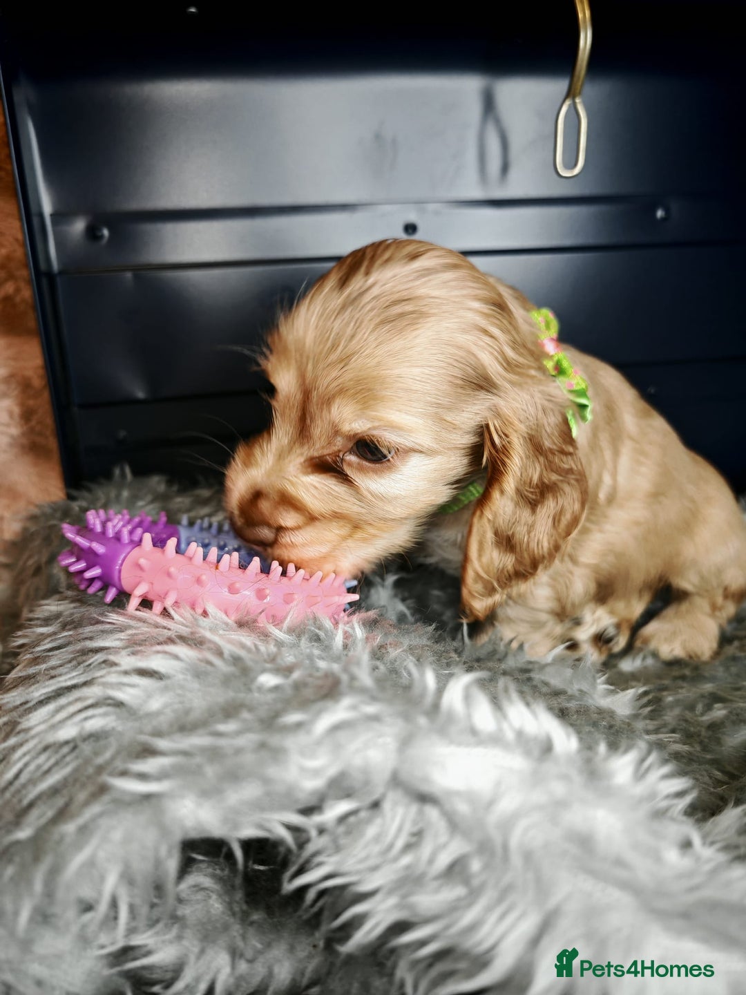 Cocker Spaniel dogs for sale: STUNNING LITTER OF KC SHOW COCKER SPANIEL PUPS!  - Image 21