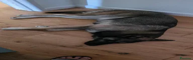 Shepsky 1