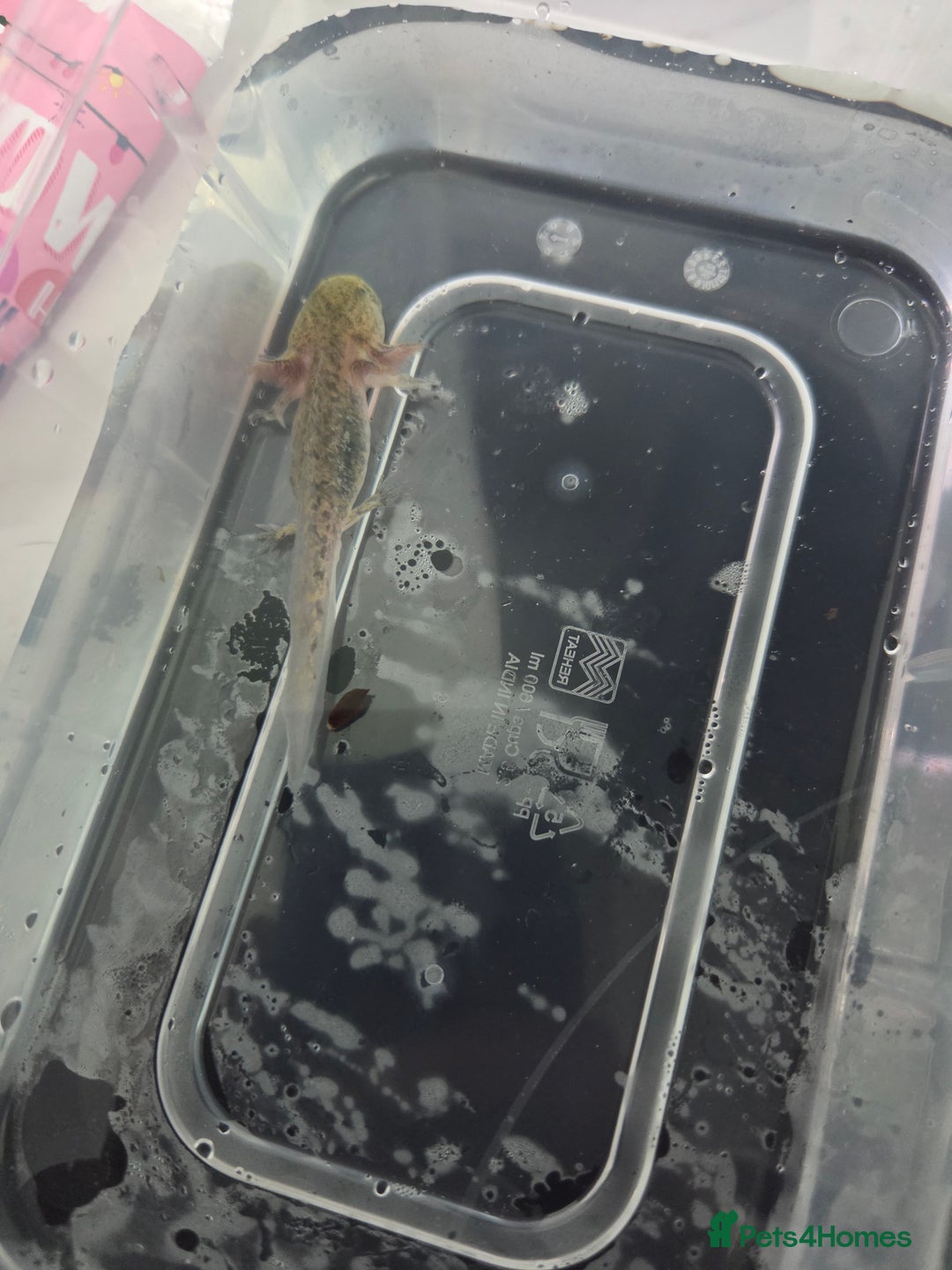 Axolotl reptiles for sale: 3 month old Axolotl's for sale - Advert 3