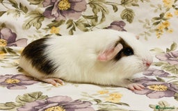 Guinea Pig rodents for sale: Pretty Baby boy Guineapigs ready to reserve  - Image 7
