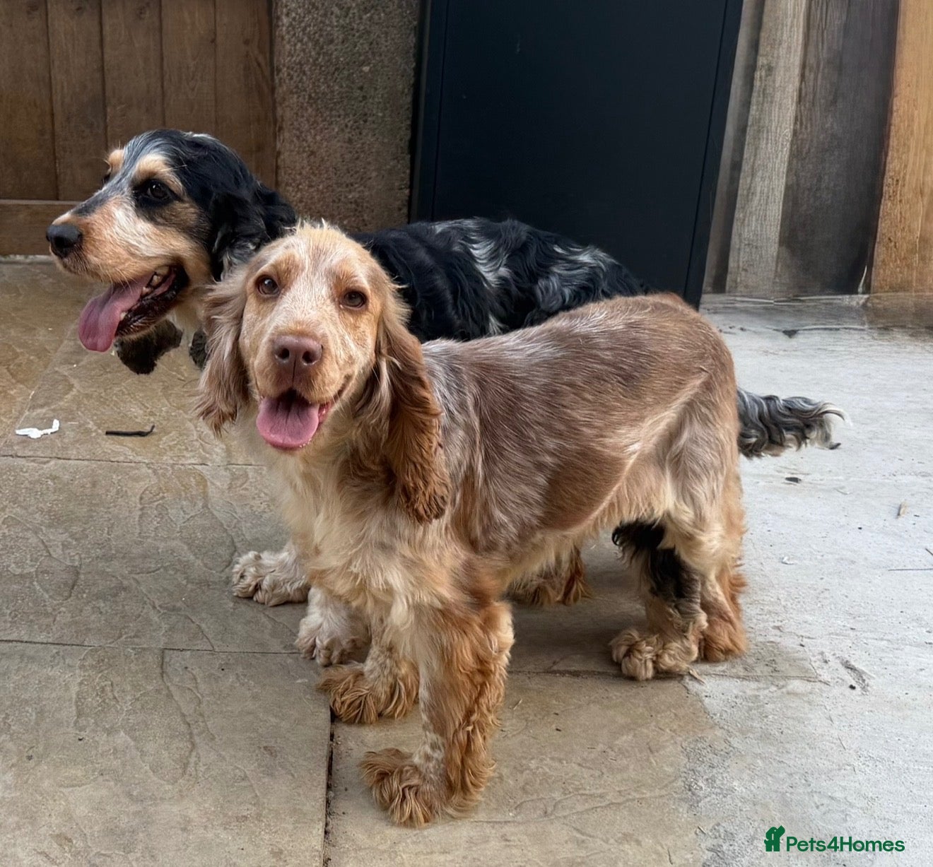 Cocker Spaniel dogs ❤️ Stunning K.C Show Cocker Spaniels ❤️ - Advert 2