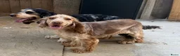Cocker Spaniel dogs for sale: ❤️ Stunning K.C Show Cocker Spaniels ❤️ - Advert 2