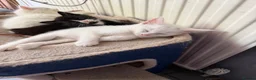 Mixed Breed cats for sale: Kittens in Southminster - Advert 3
