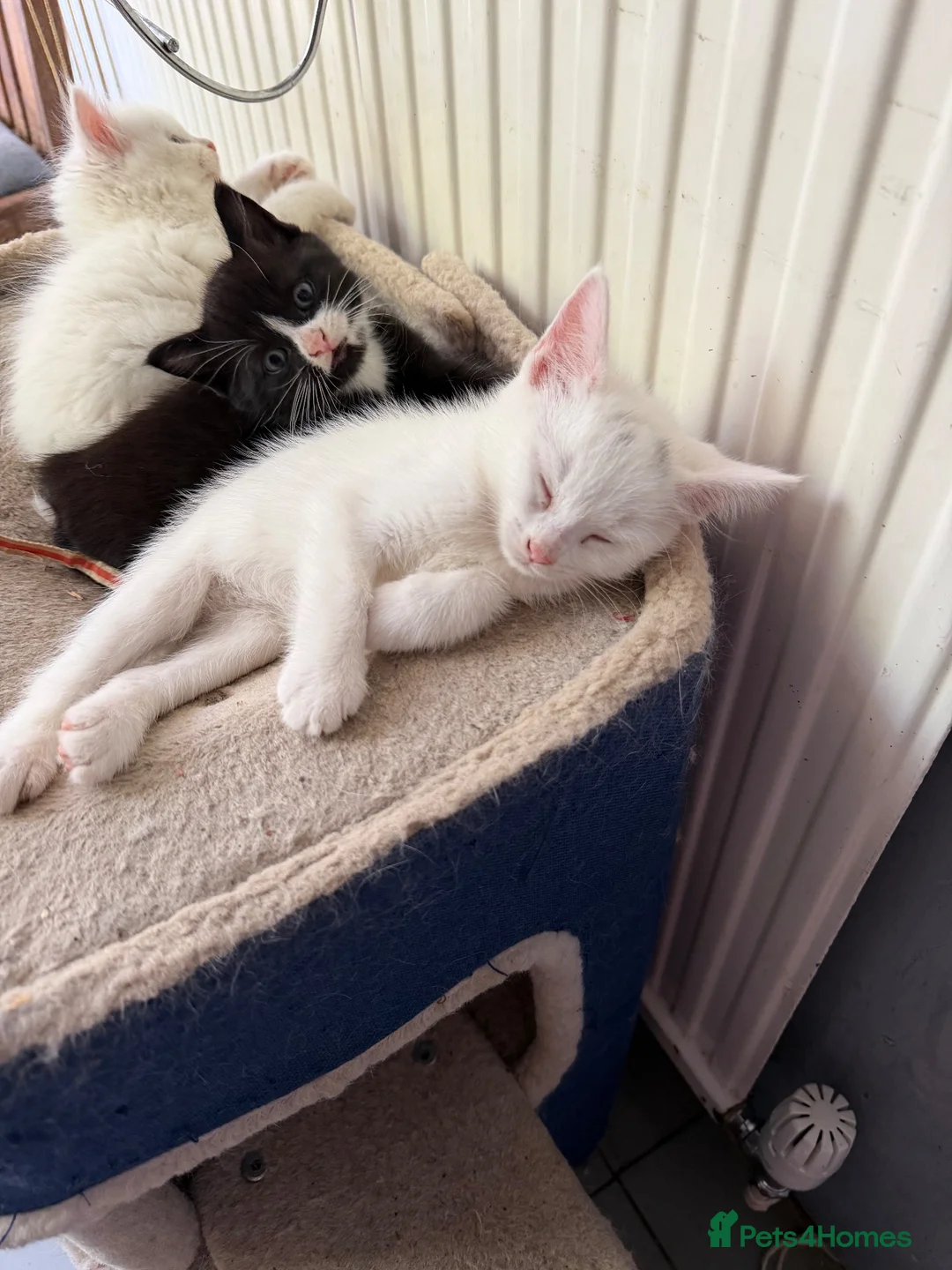 Mixed Breed cats for sale: Kittens in Southminster - Advert 3