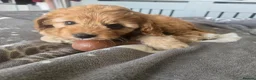 Cavapoo dogs for sale: Teddy bear F1 cavapoo  - Advert 29
