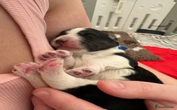 Bordoodle dogs for sale: Bordoodle Pups - Image 34