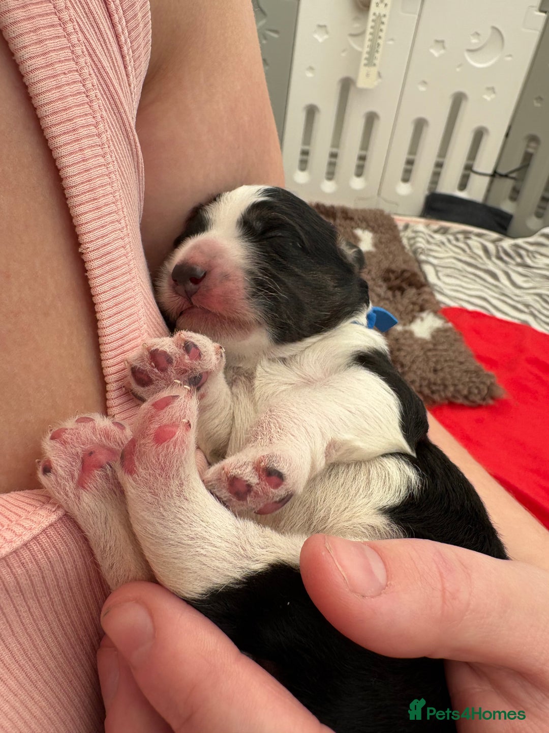 Bordoodle dogs for sale: Bordoodle Pups - Image 34