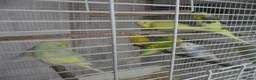 Budgerigars birds for sale: BEAUTIFUL BABY BUDGIES - Advert 2