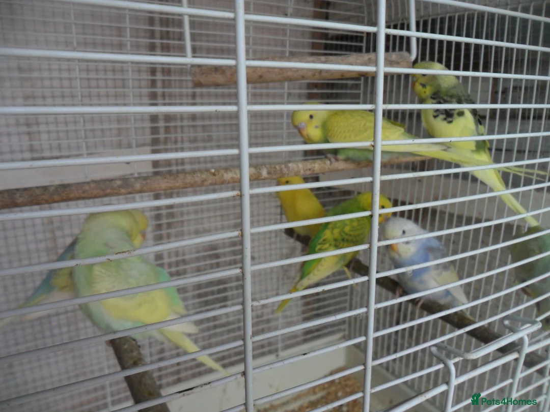 Budgerigars birds for sale: BEAUTIFUL BABY BUDGIES - Advert 2